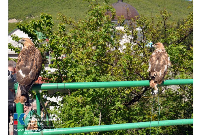 В Крыму активизировались фотографы-живодеры