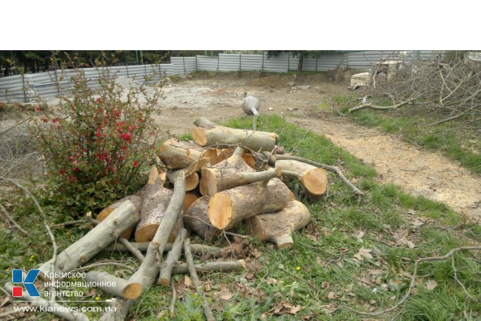 В Алуште расторгнут договор с застройщиком, вырубившим деревья в парке
