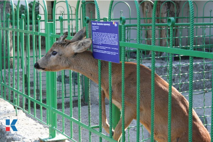 В парках Симферополя появится освещение и велосипедный патруль 