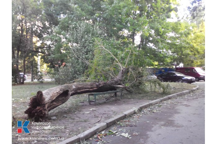 В центре Симферополе стихия повалила около 15 деревьев