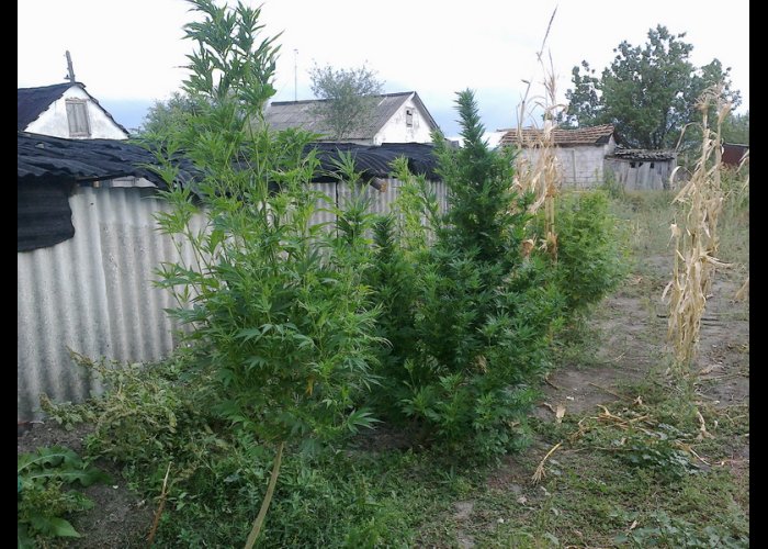 В Кировском районе выявили пять фактов хранения наркотиков