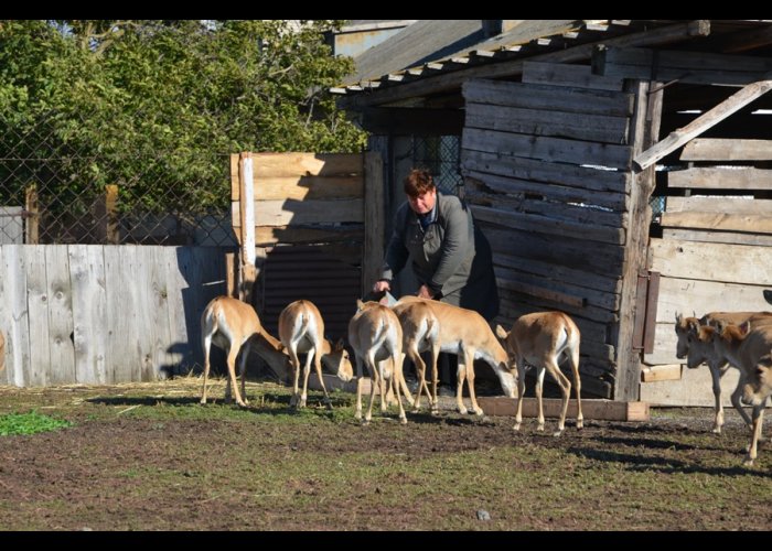 На Тарханкуте выпустят куланов и сайгаков