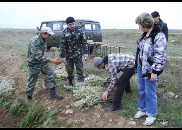 Территорию озера Мойнаки в Евпатории озеленили молодыми деревьями