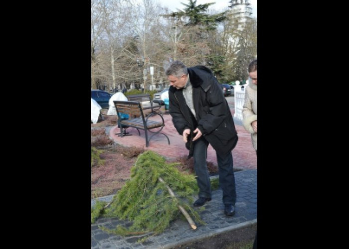 В сквере Симферополя сломали очередной кедр 