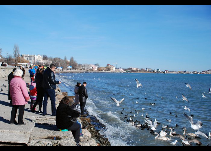 В Евпаторию на зимовку прилетели лебеди