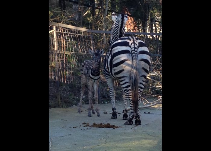 В зоопарке Ялты родился малыш зебры 