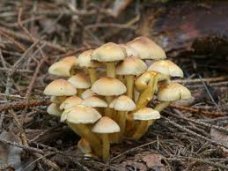 отравление грибами, В Крыму 6 человек отравились грибами