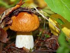 отравление грибами, В Симферополе семья отравилась грибами