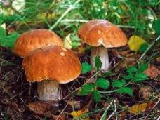 отравление грибами, В Бахчисарае женщина отравилась грибами