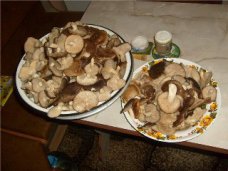 отравление грибами, В Крыму снизилась смертность от отравления грибами