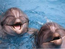Дельфинарий, В Ялте откроют Центр дельфинотерапии