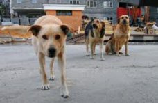 В Алуште местный житель травит собак