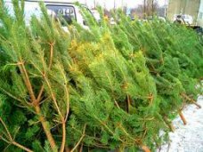 Елочный базар, В этом году в Крыму заготовят 10 тыс. новогодних деревьев