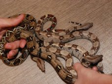 В экзотариуме Евпатории родилось 8 императорских удавов