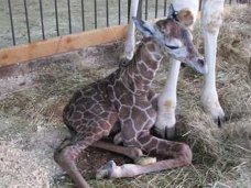 В сафари-парке «Тайган» родился маленький жираф