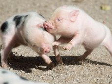 зоопарк, В Крыму откроется зоопарк ручных животных