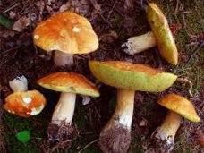 Отравление, За сутки в Крыму три человека отравились грибами 