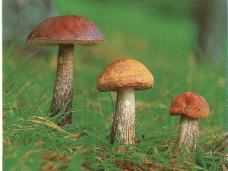 Отравление, В Бахчисарае мужчина отравился грибами