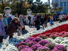 В Севастополе впервые проходит бал хризантем Бал хризантем, В Севастополе впервые проходит бал хризантем