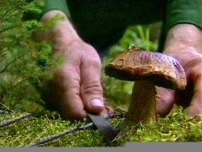 Отравление, За сутки в Крыму трое отравились грибами