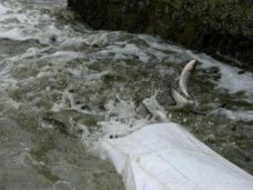 В Крыму выпустили рыбу в два самых крупных водохранилища Рыба, В Крыму выпустили рыбу в два самых крупных водохранилища
