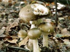 В Красноперекопске женщина попала в реанимацию из-за отравления грибами Отравление, В Красноперекопске женщина попала в реанимацию из-за отравления грибами