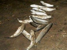Браконьерство, В Крыму браконьер наловил пиленгаса на 11 тыс. грн. 
