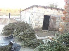 Крымчанин вырастил у себя дома конопли на 1 млн. грн. Наркотики, Крымчанин вырастил у себя дома конопли на 1 млн. грн.