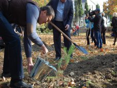 В Алуште высадили новые деревья Высадка деревьев, В Алуште высадили новые деревья