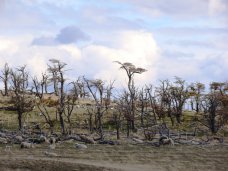 Коррупция, В Крыму лесники незаконно потратили 800 тыс. грн.