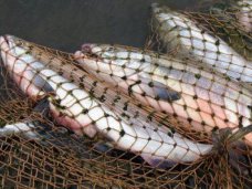 Лов рыбы, В Ялте ужесточат контроль над рыболовлей