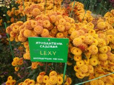 Бал хризантем, В Никитском ботаническом саду завершился «Бал хризантем»