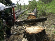 На востоке Крыма незаконно вырубили 200 деревьев Вырубка деревьев, На востоке Крыма незаконно вырубили 200 деревьев