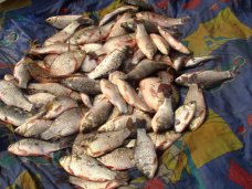 Браконьерство, В Северо-Крымском канале браконьер наловил рыбы на 16 тыс. грн.