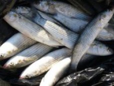 Браконьерство, В Крыму браконьер наловил рыбы на 2,6 тыс. грн.