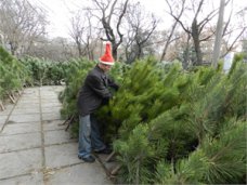 Елки, Стоимость новогодних деревьев в Крыму останется на уровне прошлого года