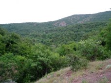 В Крыму лесами покрыто почти 12% территории Лес, В Крыму лесами покрыто почти 12% территории