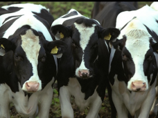 Животноводство, Американских коров привезут в Крым в апреле