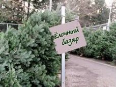 Елочный базар, В Крыму будут работать 215 елочных базаров