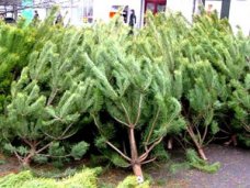 Елочный базар, В Симферополе новогодние елки будут продавать в 36 местах