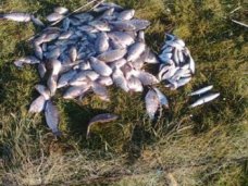 Браконьерство, На севере Крыма браконьер наловил рыбы на 5 тыс. грн.