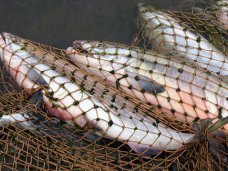 Браконьерство, В прошлом году в Крыму 724 раза ловили рыбных браконьеров