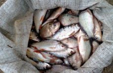 Браконьерство, На севере Крыма браконьеры наловили карасей на 50 тыс. грн.