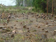 Коррупция, Лесничий в Крыму за 3 тыс. грн. выдал разрешение на незаконную вырубку леса