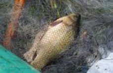 Браконьерство, В Сакском районе задержан браконьер с карасями и кефалью 