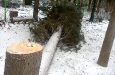 В Алуште отмечены факты незаконной вырубки деревьев Вырубка деревьев, В Алуште отмечены факты незаконной вырубки деревьев