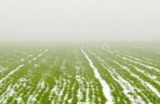 В Крыму более 430 тыс. га засеяли озимыми зерновыми