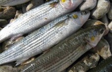 Браконьерство, В Севастополе поймали браконьера с уловом кефали