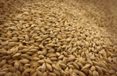 Районы Крыма закупят почти 50 тыс. тонн зерна
