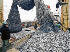 Рыбный промысел у берегов Алушты разрешен, – Рыбнадзор
